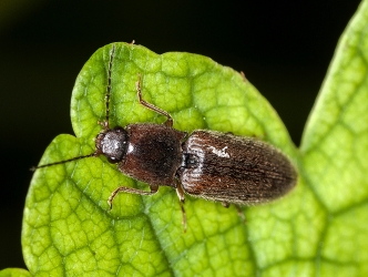 Athous vittatus