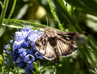 Autographa gamma