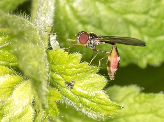 Baccha elongata