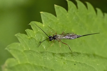 Bathythrix claviger