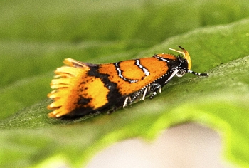 Bisigna procerella