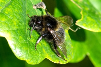 Bombus barbutellus