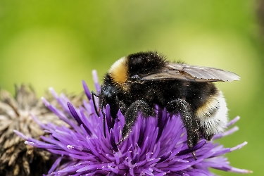 Bombus bohemicus