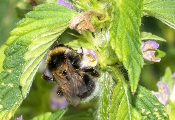 Bombus hortotum