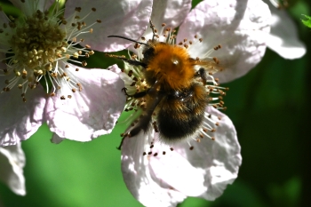 Bombus hypnorum