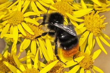 Bombus lapidarius