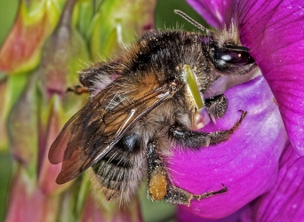 Bombus pascuorum