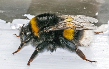 Bombus pratorum