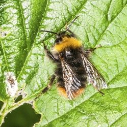 Bombus rupestris