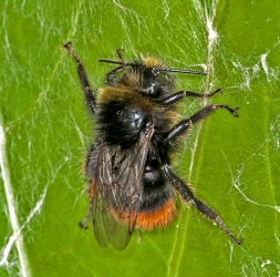 Bombus spec.