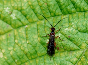 Braconidae - ubestemt