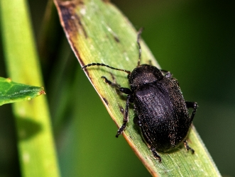 Bromius obscurus