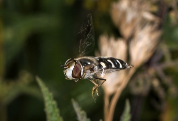 Caeva pyrastri