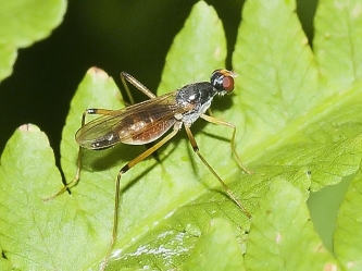 Calobata petronella