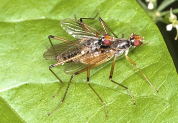 Calobata petronella