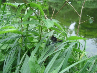 Calopteryx splendens