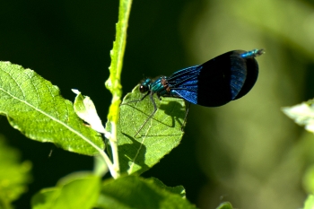 Calopteryx virgo