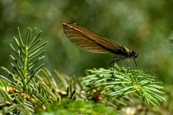 Calopteryx virgo