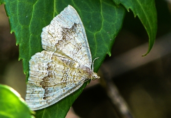 Camptogramma bilineata