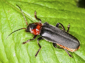 Cantharis fusca