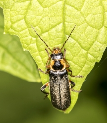 Cantharis nigricans