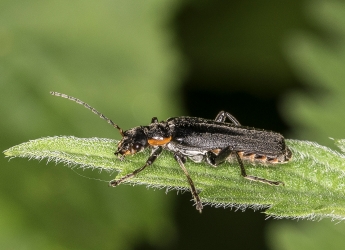 Cantharis obscura