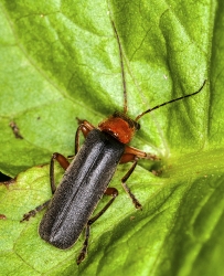 Cantharis pellucida