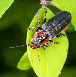 Cantharis rustica