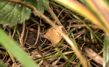 Carcina quercana