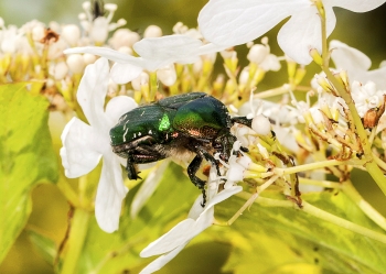 Cetonia aurata