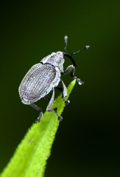 Ceutorhynchus obstrictus