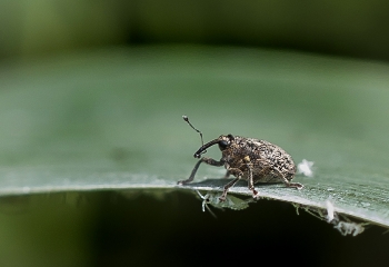 Ceutorhynchus pallidactylus