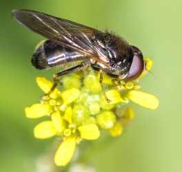 Cheilosia cynocephala