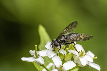 Cheilosia variabilis