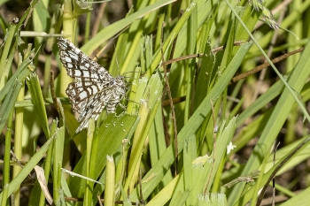 Chiasmia clathrata