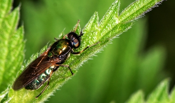 Chloromyia formosa