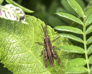 Chorthippus brunneus