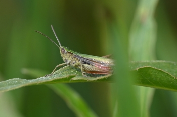 Chorthippus dorsatus