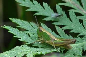 Chorthippus parallelus