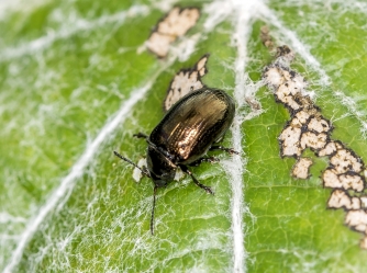 Chrysolina oricalcia