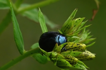 Chrysolina varians