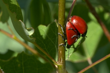 Chrysomela populi