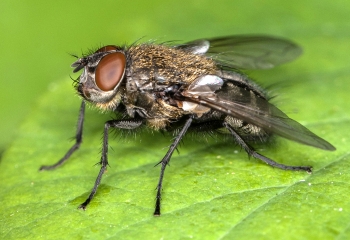 Chrysopilus cristatus