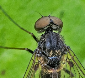 Chrysopilus cristatus