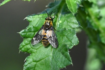 Chrysops viduatus