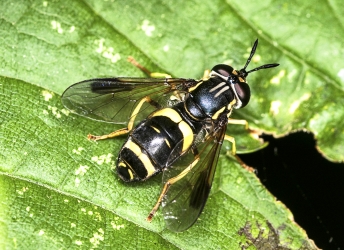 Chrystoxum bicinctum