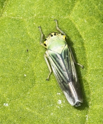 Cicadekka viridi