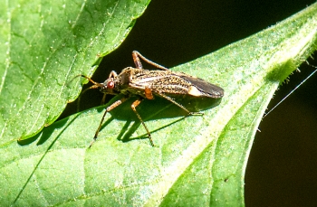 Closterotomus fulvomaculatus