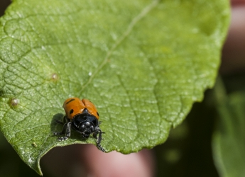 Clytra quadripunctata