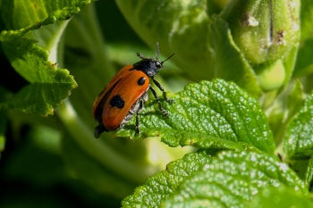 Clytra quadripunctata